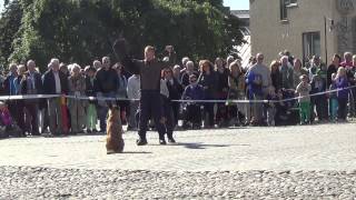 preview picture of video 'Karlskrona feast: Dog show by Blekinge police'