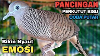 Download lagu Perkutut Lokal Gacor Suara Besar Pancingan Burung Perkutut Agar Cepat Bunyi. mp3