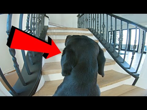 Leaving My Labrador Home Alone With A GoPro...