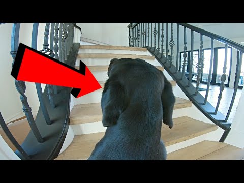 YouTube video about: Can you leave a ferret home alone?