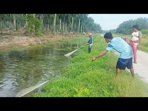 Amazon cast net fishing, traditional net cast  fishing video,  Fish catching , village fishing life.