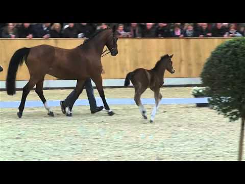 Glücksfohlen von Cristallo I