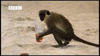 I&#39;m Gonna Be a Monkey - Ren and Stimpy Music Video