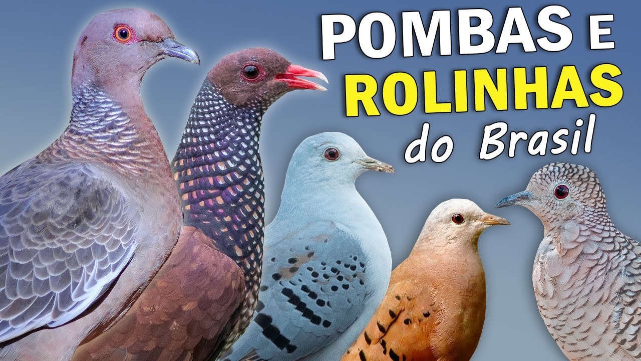 POMBAS e ROLINHAS do BRASIL: Quantas existem? Mais rara? CANTOS das rolinhas e pombas brasileiras
