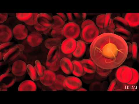 Malaria Life Cycle Animation: Mosquito Host — HHMI BioInteractive Video