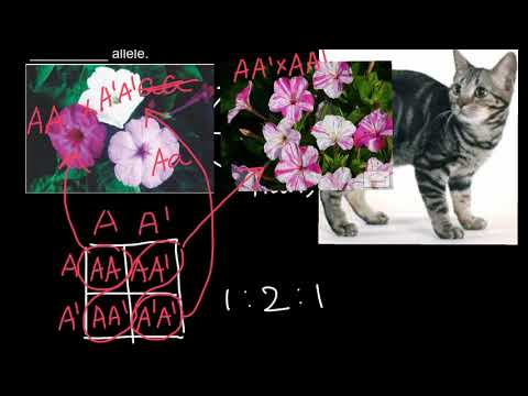 Manx cat's genetics 2:1 phenotypic ratio explained