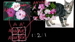 Manx cat's genetics 2:1 phenotypic ratio explained