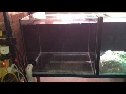 The fish room update # 1...first tank in and running with no leaks!