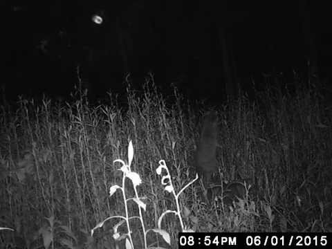 will O the wisp...are they real?