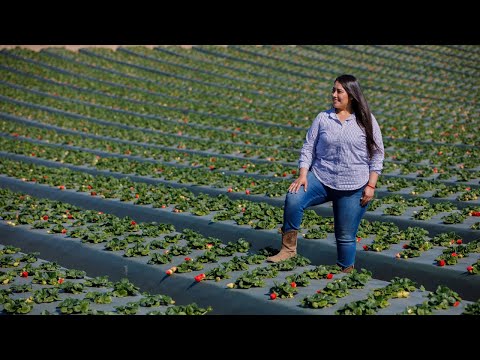 Meet Mayra Paniagua — Second-Generation California Strawberry Farmer