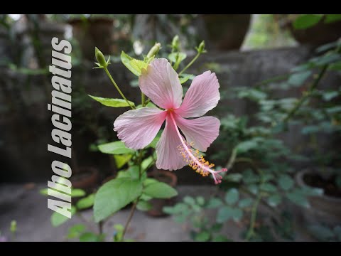 Hibiscus Rosa Sinensis ('Albo Lacinatus')