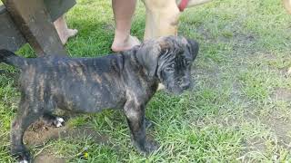 Video preview image #12 Mastiff Puppy For Sale in FULTON, NY, USA