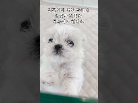 2개월 말티즈 여자아이… 이 귀여움 실화인가요?