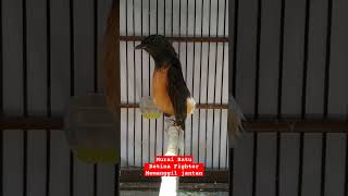 Download lagu MURAI BATU BETINA MEMANGGIL JANTAN mp3