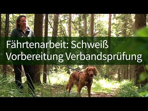 Jagdhundeausbildung ► Fehlervermeidung bei der Fährtenarbeit: Schweiß & Vorbereitung Prüfung