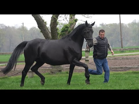 *2012 Stute von Don Index trag. von Blue Hors Monte Carlo SOLD!!!