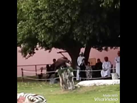 Biggest vulture of Africa in Al ain zoo, Uae.