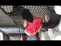 A Baby Bat Watermelon Feast