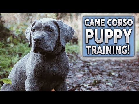 YouTube video about: How to get a cane corso puppy to stop biting?