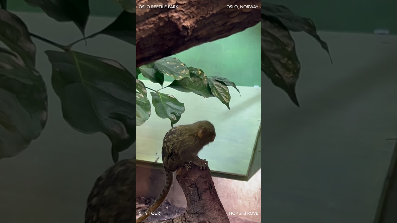 YouTube Short thumbnail