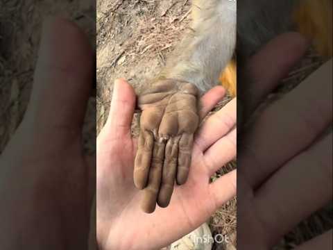 loving monkey 🐵 #shortvideo #monkeyvideo #ytshorts #shortsfeed #viralshort #monkeylove