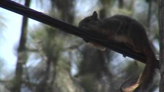 Squirrel Relaxing on a Telephone Wire