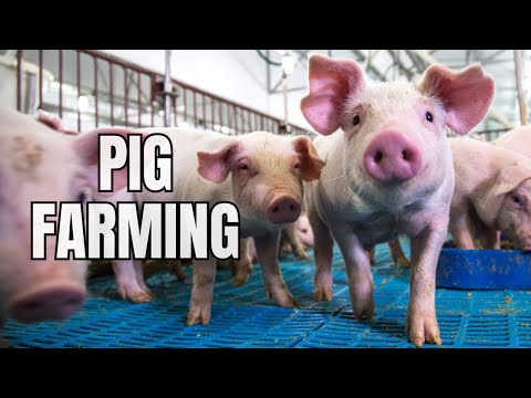 , title : 'Pig Farming For Beginners - Raising Pigs'