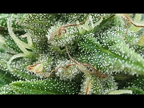 Prediction For Harvest. CropTober #4