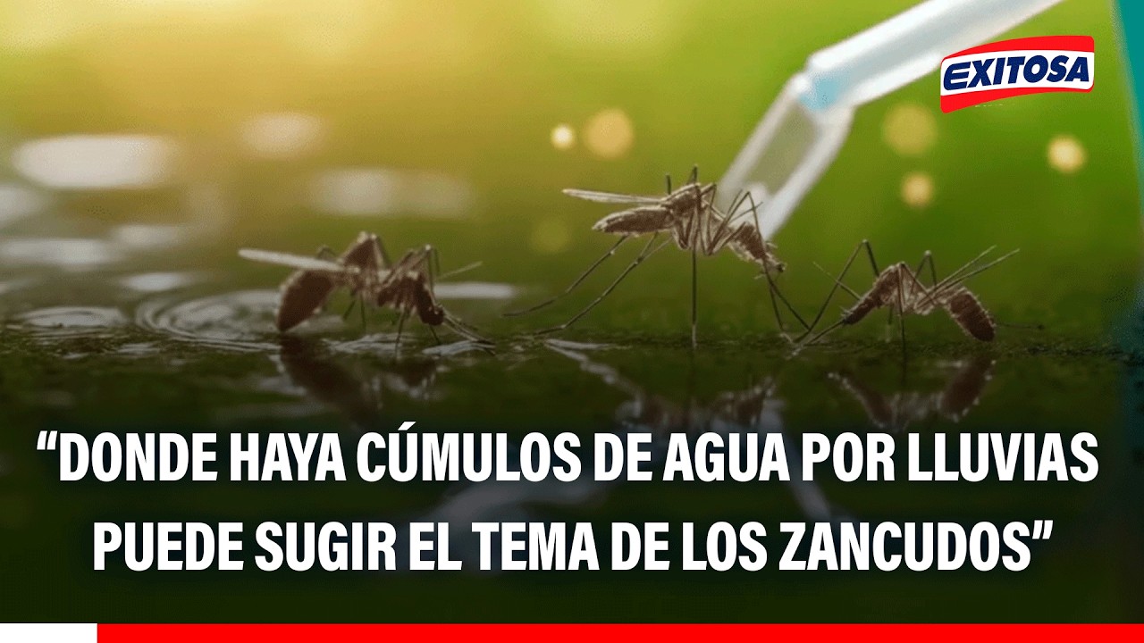 🔴🔵 Zancudo del dengue puede aparecer en cúmulos de agua por lluvias, señala infectóloga