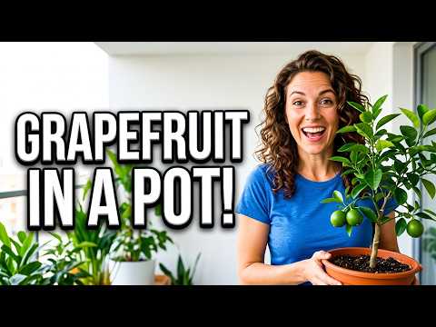 Grow Grapefruit at Home (Even in Small Spaces!) – Complete Beginner’s Guide