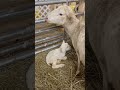 Wobbly lamb is already getting stronger! #sheep #lamb #veterinary #awesome
