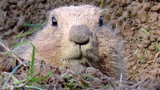 Wildpark Schloss Ortenburg - Tiere hautnah erleben - Wildlife Park - e