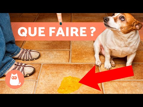 Comment EMPÊCHER votre CHIEN DE FAIRE PIPI à la MAISON 🐶 (8 Astuces)