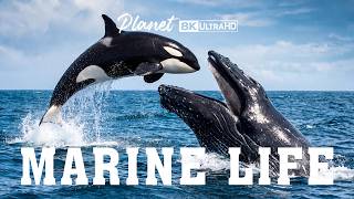 MARINE LIFE ECOSYSTEM | The Unseen World That Keeps Earth's Oceans Ali