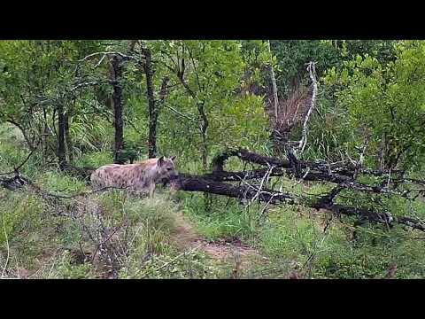Djuma: Lone Hyena looking over the dam wall - 07:09 - 12/16/20