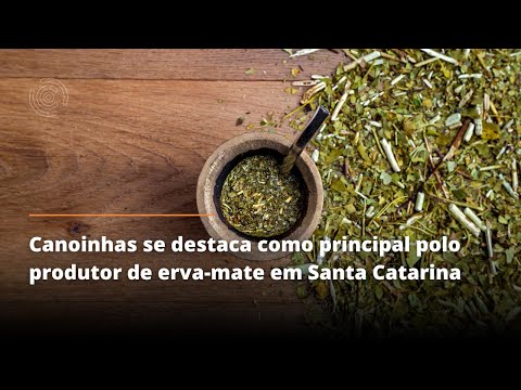 Canoinhas se destaca como principal polo produtor de erva mate em Santa Catarina