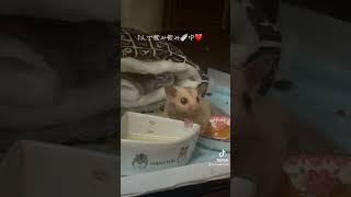 ミルクを1人でも飲めるもん❤️ #癒し #sugarglider #可愛い #フクモモベビー #かわいい #フクロモモンガ #ペット #エゾモモンガ #エキゾチックアニマル