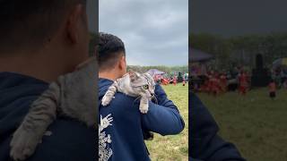 Download lagu Ketika Kucing nonton Ebeg (Kuda Lumping) auto kesurupan😂 #kucing #kitten #kucinglucu mp3 Download lagu Ketika Kucing nonton Ebeg (Kuda Lumping) auto kesurupan😂 #kucing #kitten #kucinglucu mp3