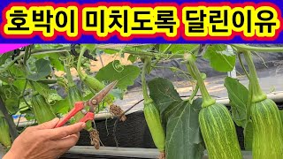 단호박 애호박이 미치도록 달린이유와 재배방법 마디호박,풋호박 단호박 키우기,재배방법,병충해 흰갈병,솔림농원텃…