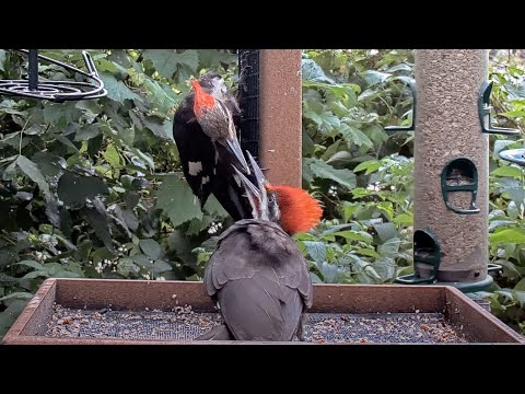 Young Pileated Woodpecker Begs For a Meal from Mom at the Cornell Feeders! | August 7, 2023