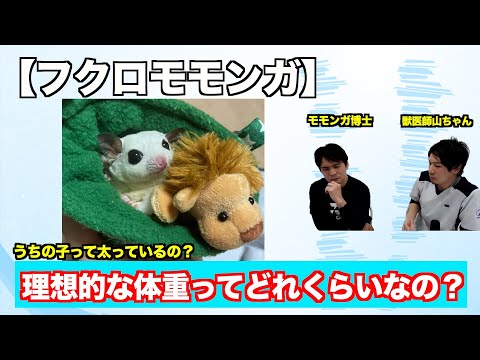 【フクロモモンガ】どのくらい体重があれば安心なのか?