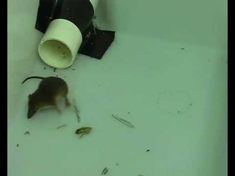 Plantigale, an Australian marsupial predator