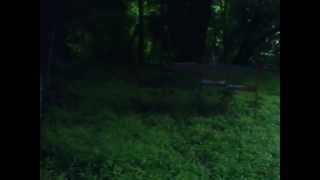 The Tree - Ada Keellan &amp; Charlie C. (Blitzen Trapper Music) "The Forty Roads"
