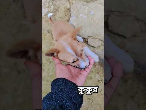 #sayana #funny #cat #cartoon #cute #youtubeshort