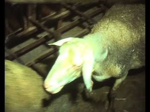 En gardent mos motons…