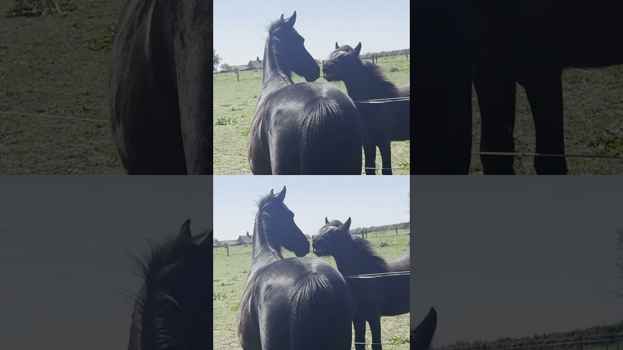 Paddock Life at  Friesians Enjoying New Life Quiet Horse Moments #friesianhorses #equestrianjourney