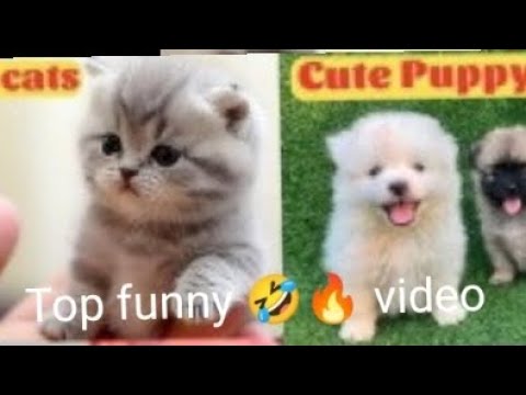 animals funny video 😂🔥 | cats and puppy ( funny video ) | funny clips