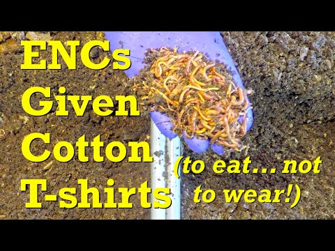 New cotton fabric composting test started in ENC worm bins - vermicompost