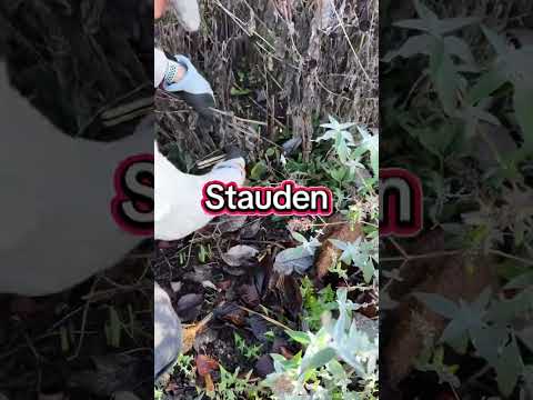 Februar-Rückschnitte: Gartentipps für Obst & Beeren