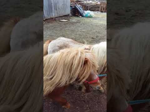 Poneii lui Danut de la Bratca